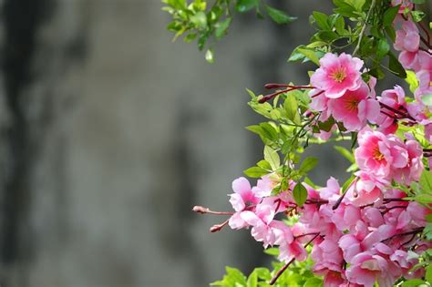 Pink flowers with defocused background | Free Photo