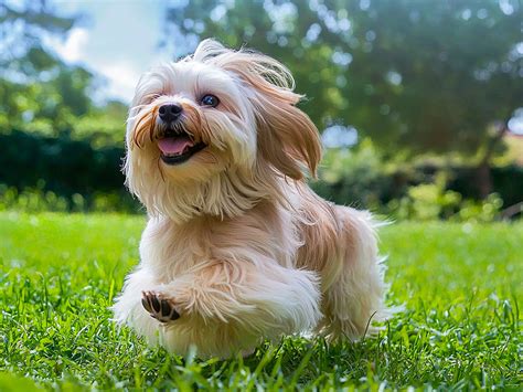 Havanese: The Cheerful, Loving, and Loyal Dog from Cuba