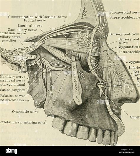 Zygomatic facial nerve hi-res stock photography and images - Alamy