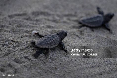 Loggerhead Turtle Predators 的图像结果
