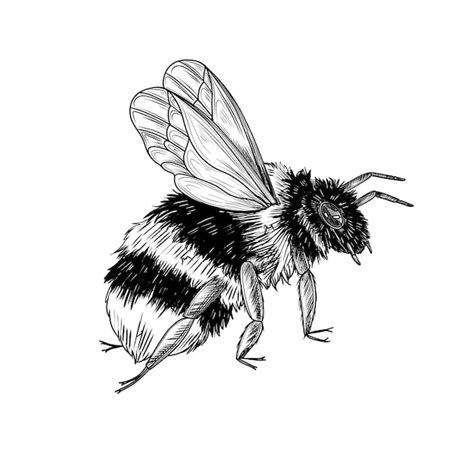 Bumblebee ink illustration with detailed wings legs fuzzy body hand ...