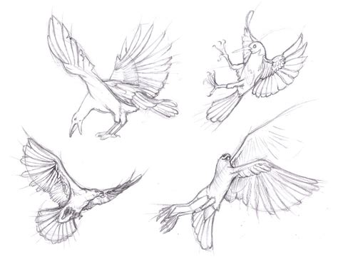 bird drawing reference