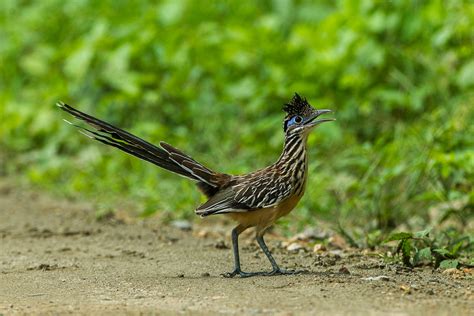 Road Runner Real Life 的图像结果