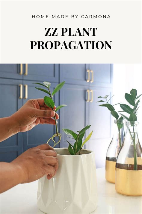 ZZ Plant Propagation