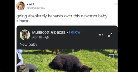 Photo of newborn alpaca baffles netizens | Do you know what newborn ...