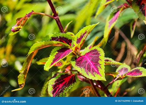Coleus is a Genus of Annual or Perennial Herbaceous or Shrubs ...