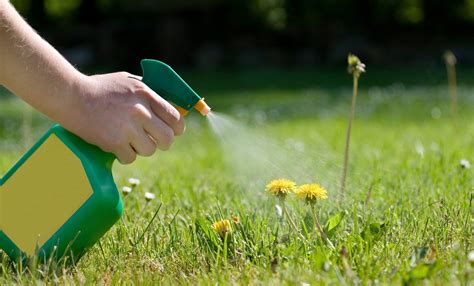 Ways to get Rid of Burweed Stickers in Your Yard - Alt Gov