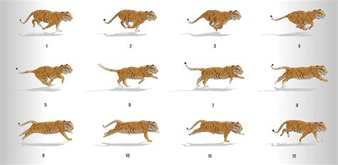 Image result for Tiger Run Cycle Animation