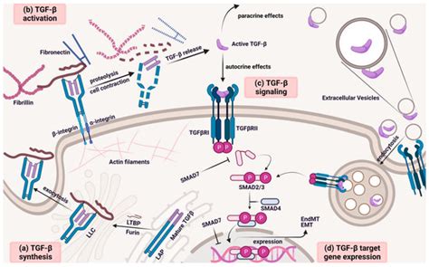 Mechanism of Extracellular Vesicle Secretion Associated with TGF-β ...
