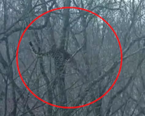 湖北恩施发现野生豹，沿着河边巡逻被拍到，这只豹子打哪来的？ - 知乎