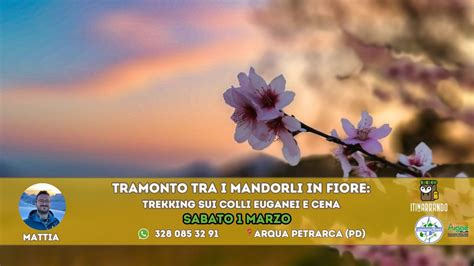 Veneto: Tramonto tra i Mandorli in fiore: escursione e cena in Enoteca ...