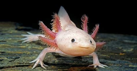 Image result for Fish in Turtle Python
