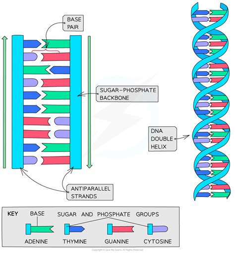 DNA: Structure & Function | AQA A Level Biology Revision Notes 2015