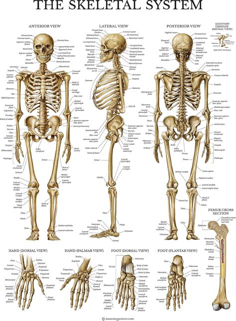 Skeletal System Anatomical Chart - LAMINATED - Human Skeleton Anatomy Poster - Double Sided (18 ...