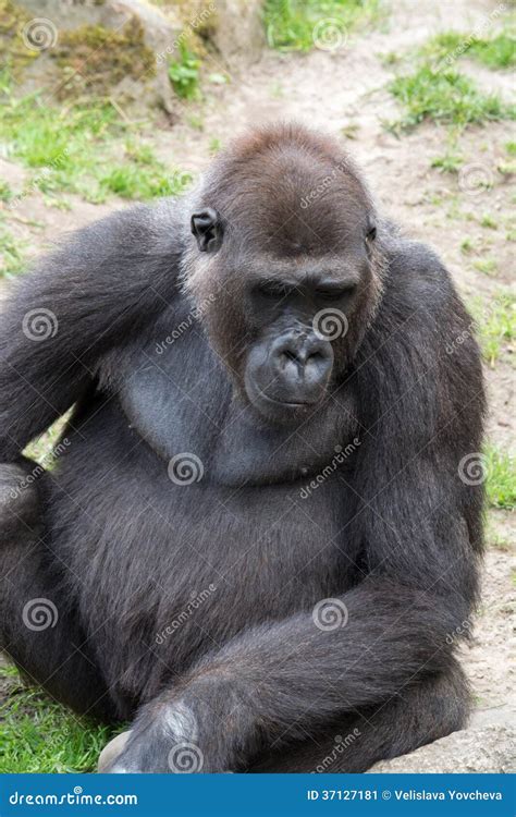 Male Silverback Gorilla, Single Mammal on Grass Stock Image - Image of chest, jungle: 37127181
