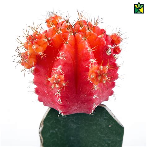 Moon Cactus - Gymnocalycium Mihanovichii- Order Online