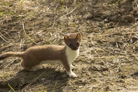 Weasel vs Stoat: A Complete Comparison | AnimalCompare.com