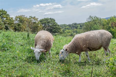 The Farm - Sanborn Mills Farm