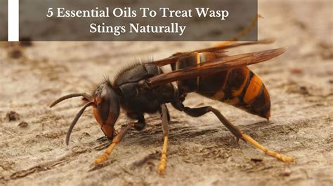 Wasp Sting Remedies