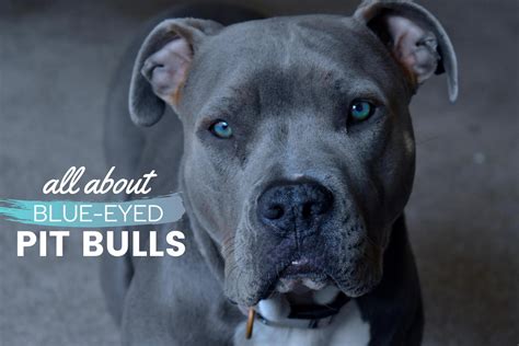 Pit Bulls With Blue Eyes: Health, Risks, Tips, Care, Pictures & FAQs ...