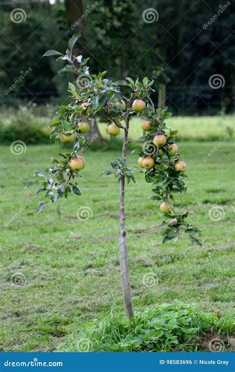 Image result for Small Apple Tree Farm