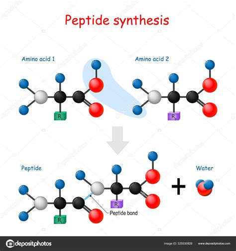 Image result for Peptide Synthesis Process
