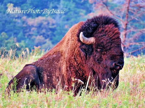 American Bison, American Buffalo, Wichita Mountains National Wildlife ...