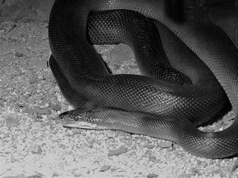 Image result for Monte Python Fish