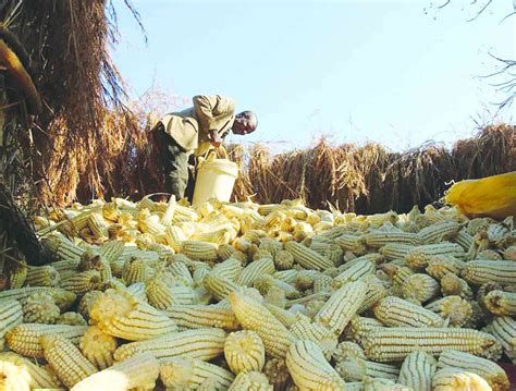 Local News - NewsDay Zimbabwe