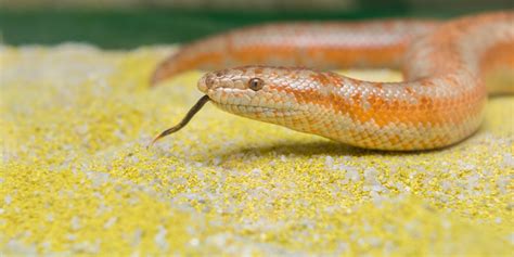 Slithering into July with Gabe, the Rosy Boa Snake - ZovargoBlog