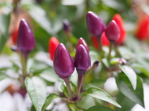 Creative Farmer Ornamental Seeds : Ornamental Plant Seeds Seeds For ...