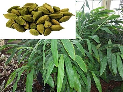 Green Horizon® Cardamon/Elaichi plant/Cardamom Plant : Amazon.in ...