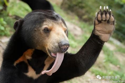 辟谣：熊对不会动的猎物不感兴趣？舌头上有很多倒刺？都是假的_黑熊