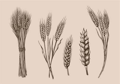 小麦の分類と構造 | 小麦豆知識・歴史 | 日東富士製粉株式会社