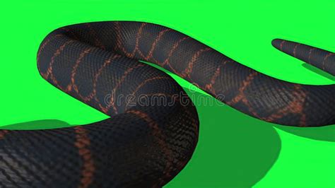 Image result for python green screen