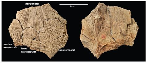 An Early Cretaceous Record of the Mawsoniid Coelacanth Axelrodichthys ...