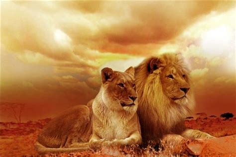 梦见两只狮子是吉兆吗?_周公解梦