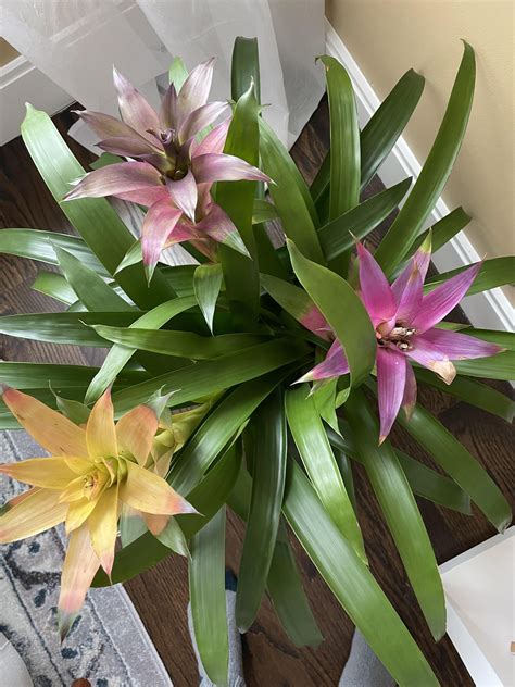 Bromeliad Plants Care