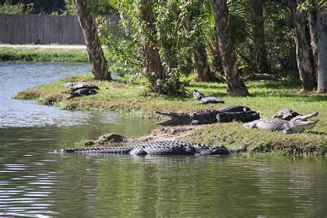 GATORAMA - All You Need to Know BEFORE You Go 2026 (with Photos ...