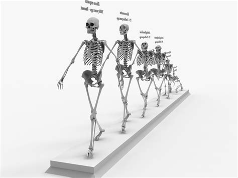 Human Backbone Evolution Chart 的图像结果