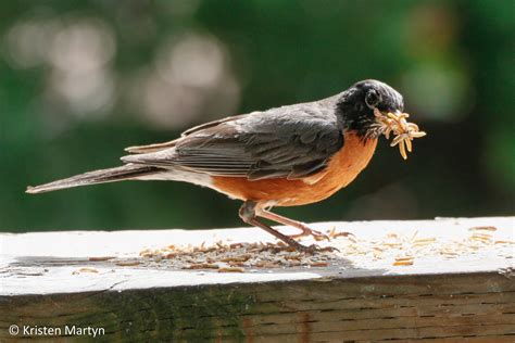 Which Backyard Birds Eat Mealworms? A Practical Guide