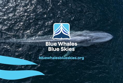 Working Together Toward Sustainable Wines | Blue Whales Blue Skies