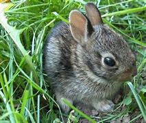 Image result for Cute Little Bunny Pic