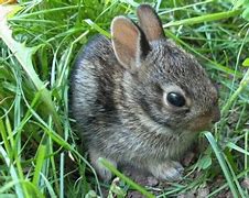 Image result for Cute Little Bunny Plush