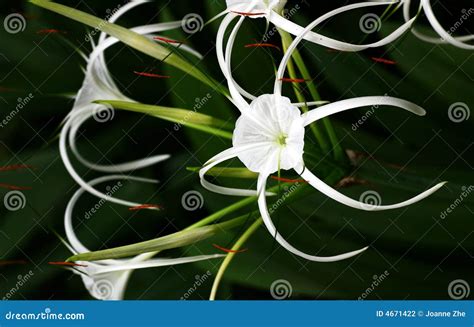 White Spider Lily - Hymenocallis Sp. Stock Photo - Image of decorative ...