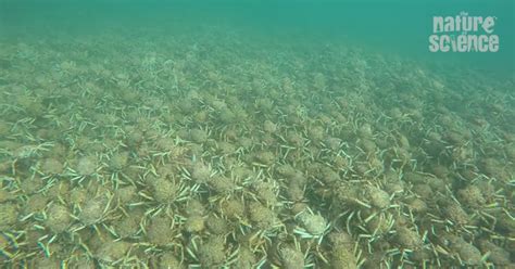 Can you imagine giant spider crabs huddled together shedding their ...