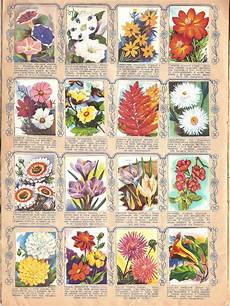 fiori di tutto il mondo fiori di tutto il mondo ed lo 1956 fiori di tutto il mondo fiori di tutto il mondo ed lo 1956