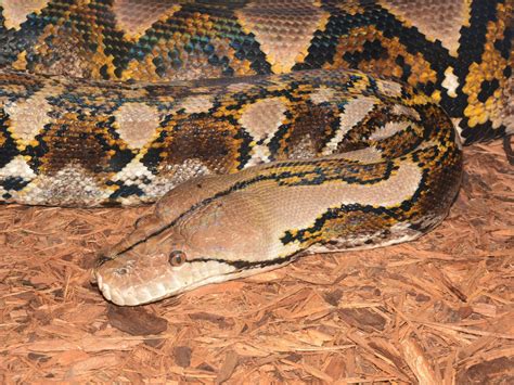 Reticulated Python Power 的图像结果