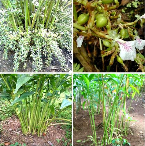 Nutmeg/Jaifal Myristica/Javitri/Jaiphal Spice Fruit (Air Layered) Live ...