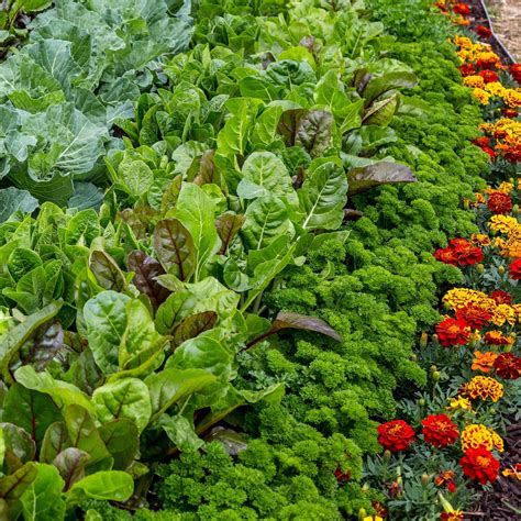 Companion Planting Ideas 15 Companion Plants For Broccoli [and 10 To